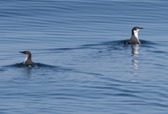 Xantus' Murrelets